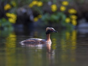 Horned Grebe (Podiceps auritus), Sweden