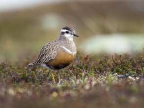 Eurasian Dotterel (Charadrius morinellus), Sweden