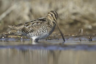 Wilson's Snipe (Gallinago delicata), Manitoba, Canada