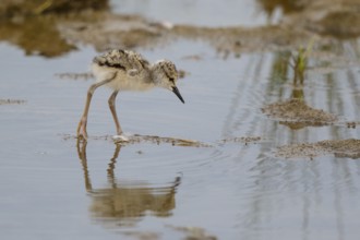 Black-winged Stilt (Himantopus himantopus) chick foraging, Spain