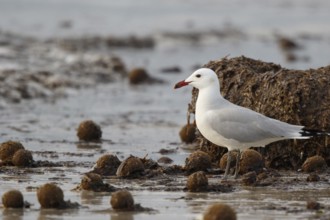 Audouin's Gull (Ichthyaetus audouinii), Mallorca, Spain
