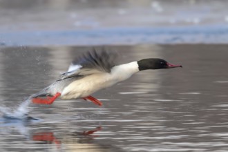 Common Merganser (Mergus merganser) male taking flight, Mecklenburg-Western Pomerania, Germany