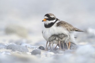 Common Ringed Plover (Charadrius hiaticula) with chicks, Schleswig-Holstein, Germany