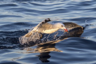 Audouin's Gull (Ichthyaetus audouinii) hunting, Ibiza, Spain