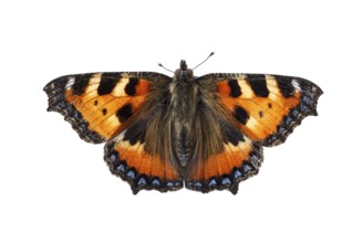 Small Tortoiseshell (Aglais urticae), on white background, Galicia, Spain