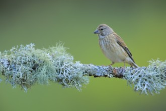 Common Linnet (Linaria cannabina) female perched on lichen branch, Andalusia, Spain