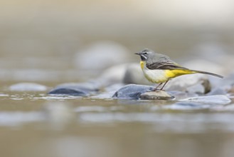 Grey Wagtail - Gebirgsstelze - Motacilla cinerea ssp. cinerea, Germany
