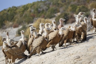 Griffon Vulture (Gyps fulvus) group, Spain
