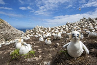 Northern Gannet (Morus bassanus) colony, Saltee Islands, Ireland