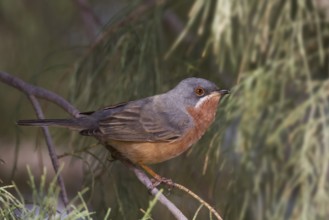Western Subalpine Warbler - Weissbart-Grasmuecke - Sylvia inornata ssp. inornata, Morocco