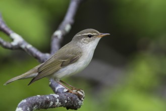 Arctic Warbler - Wanderlaubsänger - Phylloscopus borealis. Russia (Ural)