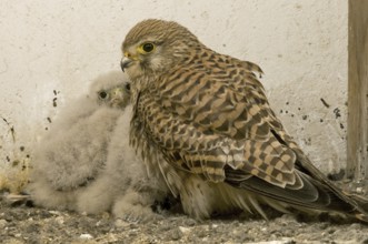 Common Kestrel (Falco tinnunculus) juvenile, Saxony, Germany
