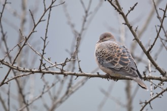 Oriental Turtle Dove (Streptopelia orientalis meena) perched on a branch, Trashigang, Bhutan