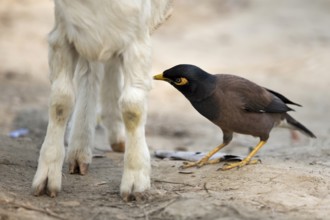 Common Myna (Acridotheres tristis) looking on a goat for ticks, Kaziranga National Park, India