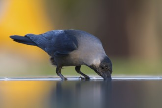 House Crow - Glanzkrähe - Corvus splendens, Oman