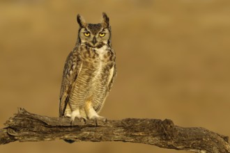 Great Horned Owl (Bubo virginianus), Texas, USA