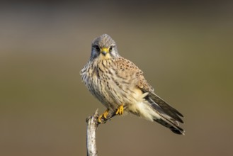 Common Kestrel (Falco tinnunculus) male perched on a branch, North Rhine-Westphalia, Germany