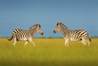 Zebra with blue storm sky. Burchell's zebra, Equus quagga burchellii, Nxai Pan National Park,