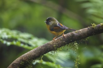 Golden-breasted Fulvetta (Lioparus chrysotis amoenus) perched on a branch, Ngoc Linh, Vietnam