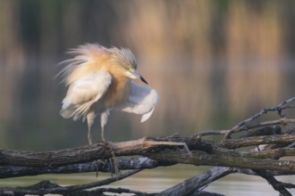 Squacco Heron (Ardeola ralloides), Subotica, Serbia