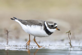 Common Ringed Plover (Charadrius hiaticula) foraging, North Rhine-Westphalia, Germany