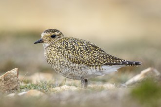 European golden plover (Pluvialis apricaria), resting during his migration travel to the south,