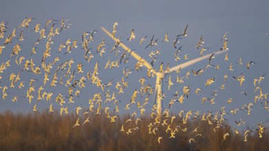 Black-headed Gull (Chroicocephalus ridibundus) large group in flight near a wind turbine,