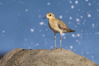 Pacific Golden Plover (Pluvialis fulva), Victoria, Australia