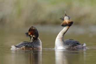 Great Crested Grebe (Podiceps cristatus) pair displaying, North Rhine-Westphalia, Germany