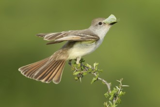 Ash-throated Flycatcher (Myiarchus cinerascens), Texas, USA