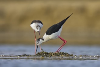 Black-winged Stilt (Himantopus himantopus) pair at nest, North Rhine-Westphalia, Germany