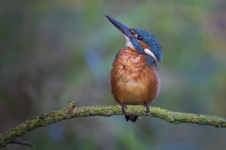 Common Kingfisher (Alcedo atthis) male perched on a twig, Saxony-Anhalt, Germany