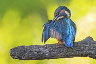Common Kingfisher (Alcedo atthis) preening, perched on a branch, Saxony-Anhalt, Germany