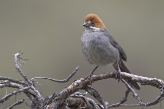 Rufous-eared Brushfinch (Atlapetes rufigenis), Central Highlands, Peru
