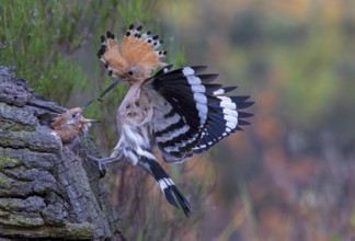 Eurasian Hoopoe (Upupa epops) feeding chick in breeding cavity, Saxony-Anhalt, Germany
