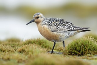 Red Knot (Calidris canutus), Alaska, USA