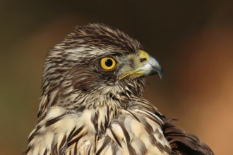 Northern Goshawk (Accipiter gentilis) juvenile, Utrecht, Netherlands
