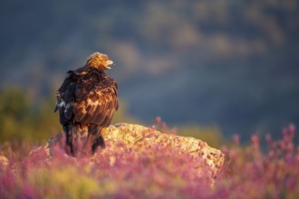 Golden Eagle (Aquila chrysaetos) perched on a rock amongst flowers, Madrid, Spain