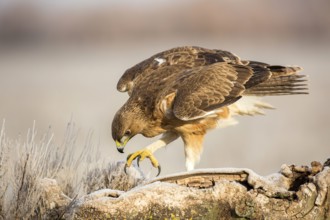 Bonelli's Eagle (Aquila fasciata) juvenile, Castile-La Mancha, Spain