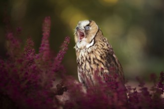 Long-eared Owl (Asio otus) captive, yawning, Germany