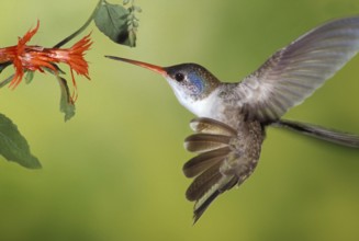 Violet-crowned Hummingbird (Amazilia violiceps), Texas, USA