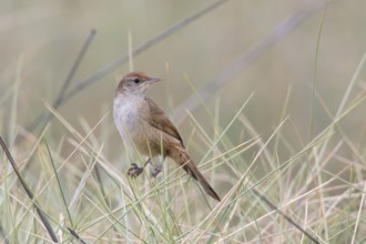 Spinifexbird (Megalurus carteri) perched on a stalk, Queensland, Australia