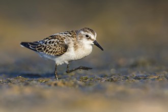 Little Stint (Calidris minuta) foraging, Poland