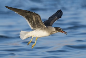 White-eyed Gull (Ichthyaetus leucophthalmus) flying, Eilat, Israel