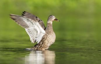 Mallard (Anas platyrhynchos) female flapping, British Columbia, Canada