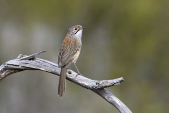 Striated Grasswren (Amytornis striatus striatus) perched on a branch, Victoria, Australia