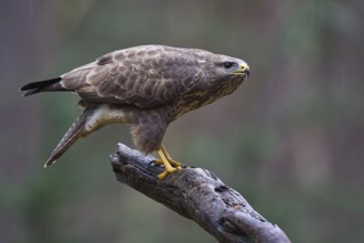 Common Buzzard (Buteo buteo) perched on a branch, Netherlands