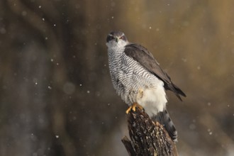 Northern Goshawk (Accipiter gentilis) female, Baden-Wuerttemberg, Germany