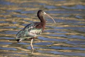 Glossy Ibis (Plegadis falcinellus) foraging, Queensland, Australia