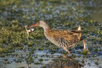 Water Rail (Rallus aquaticus) with frog prey in its beak, Thuringia, Germany